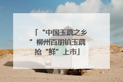 “中国玉藕之乡”柳州百朋镇玉藕抢“鲜”上市