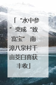 “水中参”变成“致富宝” 南漳八泉村千亩茭白喜获丰收