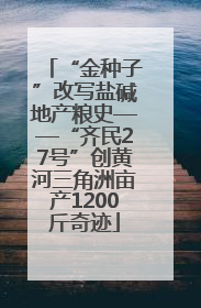 “金种子”改写盐碱地产粮史——“齐民27号”创黄河三角洲亩产1200斤奇迹