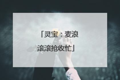 灵宝：麦浪滚滚抢收忙