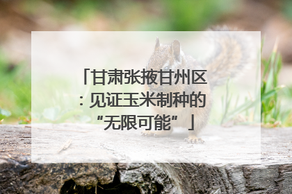 甘肃张掖甘州区：见证玉米制种的“无限可能”