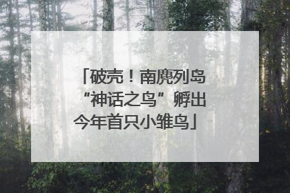 破壳！南麂列岛“神话之鸟”孵出今年首只小雏鸟