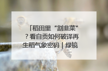 稻田里“割韭菜”？看自贡如何破译再生稻气象密码｜绿镜头·发现中国