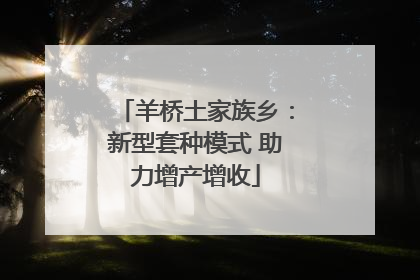 羊桥土家族乡：新型套种模式 助力增产增收