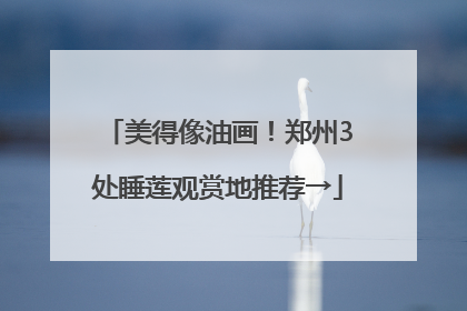 美得像油画！郑州3处睡莲观赏地推荐→