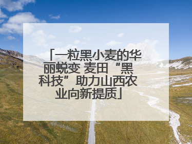 一粒黑小麦的华丽蜕变 麦田“黑科技”助力山西农业向新提质