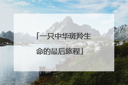 一只中华斑羚生命的最后旅程
