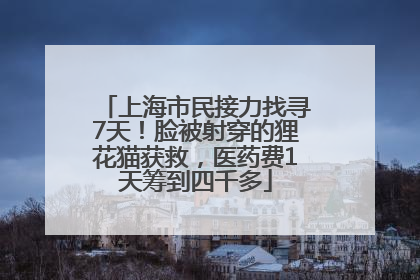 上海市民接力找寻7天！脸被射穿的狸花猫获救，医药费1天筹到四千多