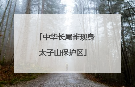 中华长尾雀现身太子山保护区