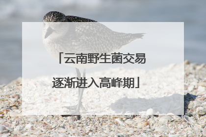 云南野生菌交易逐渐进入高峰期