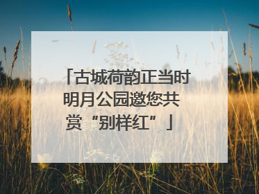 古城荷韵正当时 明月公园邀您共赏“别样红”