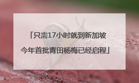 只需17小时就到新加坡 今年首批青田杨梅已经启程