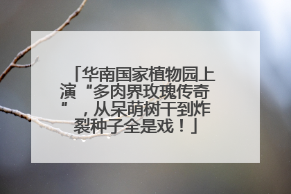 华南国家植物园上演“多肉界玫瑰传奇”，从呆萌树干到炸裂种子全是戏！