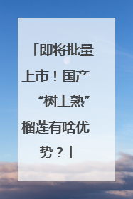 即将批量上市！国产“树上熟”榴莲有啥优势？