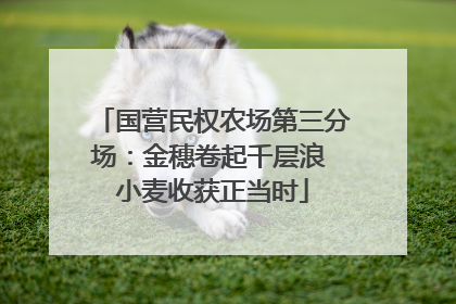 国营民权农场第三分场：金穗卷起千层浪 小麦收获正当时