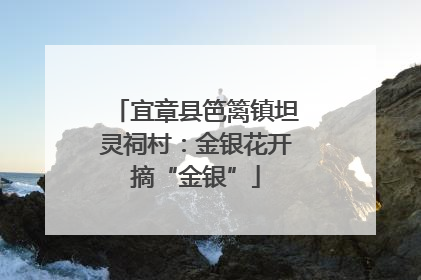 宜章县笆篱镇坦灵祠村：金银花开摘“金银”