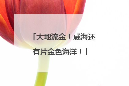 大地流金！威海还有片金色海洋！