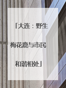 大连：野生梅花鹿与市民和谐相处