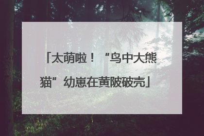 太萌啦！“鸟中大熊猫”幼崽在黄陂破壳
