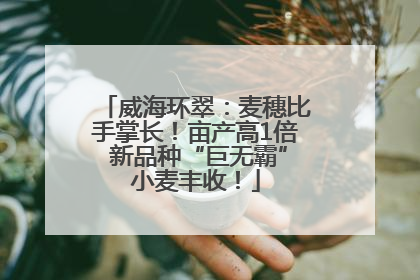 威海环翠：麦穗比手掌长！亩产高1倍 新品种“巨无霸”小麦丰收！