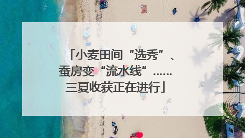 小麦田间“选秀”、蚕房变“流水线”……三夏收获正在进行