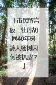 市民留言板｜牡丹胡同40年树龄大杨树因何被扒皮？