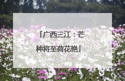 广西三江：芒种将至荷花艳