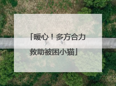 暖心！多方合力救助被困小猫