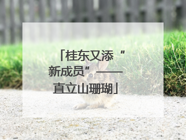 桂东又添“新成员”——直立山珊瑚