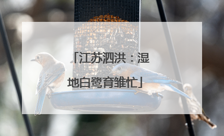 江苏泗洪：湿地白鹭育雏忙