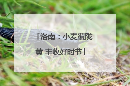 洛南：小麦覆陇黄 丰收好时节