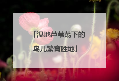 湿地芦苇荡下的鸟儿繁育胜地