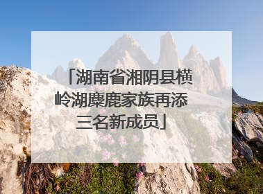 湖南省湘阴县横岭湖麋鹿家族再添三名新成员
