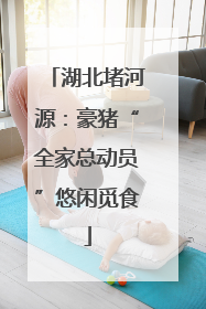 湖北堵河源：豪猪“全家总动员”悠闲觅食