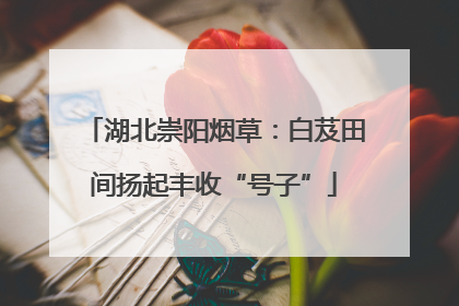湖北崇阳烟草：白芨田间扬起丰收“号子”