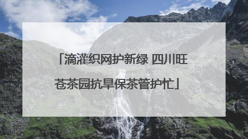 滴灌织网护新绿 四川旺苍茶园抗旱保茶管护忙
