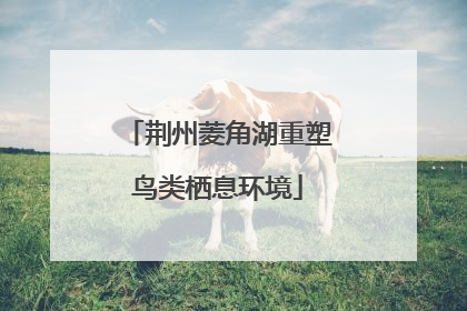 荆州菱角湖重塑鸟类栖息环境