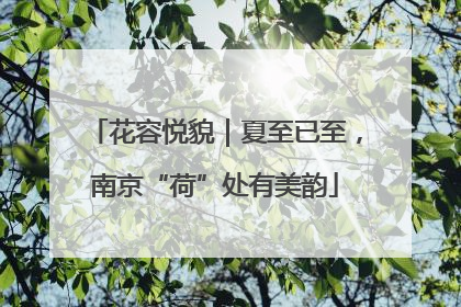 花容悦貌｜夏至已至，南京“荷”处有美韵