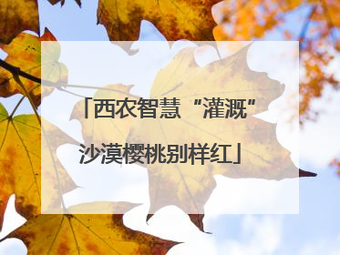 西农智慧“灌溉” 沙漠樱桃别样红