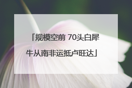 规模空前 70头白犀牛从南非运抵卢旺达
