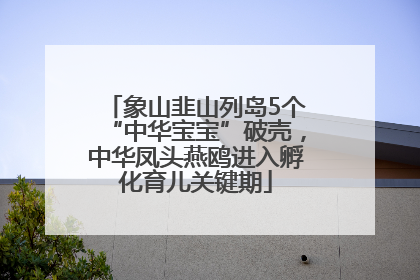 象山韭山列岛5个“中华宝宝”破壳，中华凤头燕鸥进入孵化育儿关键期
