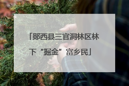 郧西县三官洞林区林下“掘金”富乡民