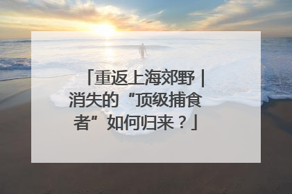 重返上海郊野｜消失的“顶级捕食者”如何归来？