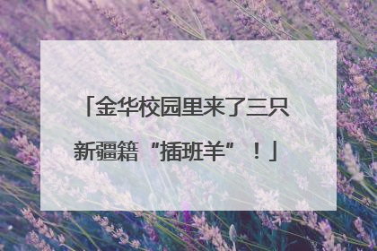 金华校园里来了三只新疆籍“插班羊”！