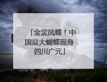 金裳凤蝶！中国最大蝴蝶现身四川广元