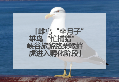 雌鸟“坐月子”雄鸟“忙捕猎” 峡谷旅游路栗喉蜂虎进入孵化阶段