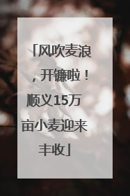 风吹麦浪，开镰啦！顺义15万亩小麦迎来丰收