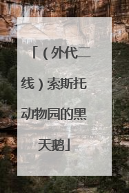 （外代二线）索斯托动物园的黑天鹅
